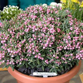 Андромеда многолистная (Подбел) 'Блу Айс'