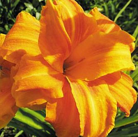 Лилейник гибридный 'Бандолеро'