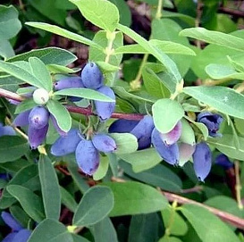 Жимолость съедобная 'Павловская'