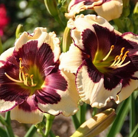 Лилейник гибридный 'Селебрейшн ов Эйнджелз' (кремовый с черно-фиолетовым)