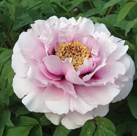 Пион древовидный 'Пинк поудер' (светло фиолетовый)