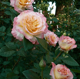 Роза 'Акварель' (чайно-гибридная) (кремовая)