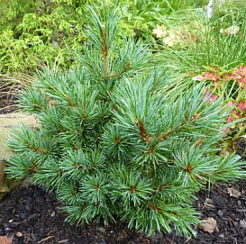 Сосна мелкоцветковая 'Азуми Гойе'