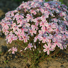 Флокс шиловидный 'Кенди Страйпс'