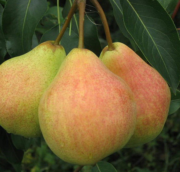 Груша 'Память Яковлева'