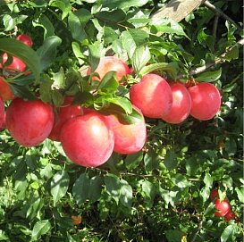 Слива 'Июльская роза'