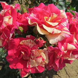 Роза 'Кэнди Лэнд' (плетистая) (розовая с белыми штрихами)