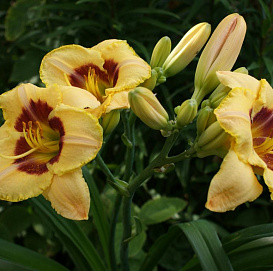 Лилейник гибридный 'Кустард Кенди'