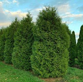 Туя западная 'Брабант'