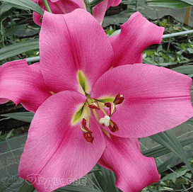 Лилия 'Боумор' (розовая)