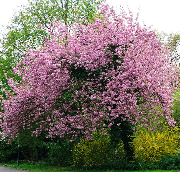 Вишня мелкопильчатая (сакура)