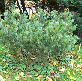 Сосна кедровая стелющаяся (кедровый стланник)