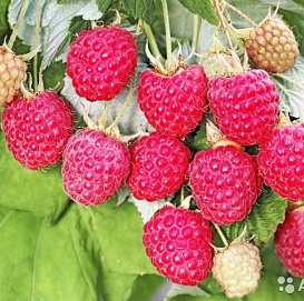 Малина 'Августовское чудо'