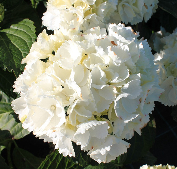 Гортензия древовидная 'Уайт Бол'