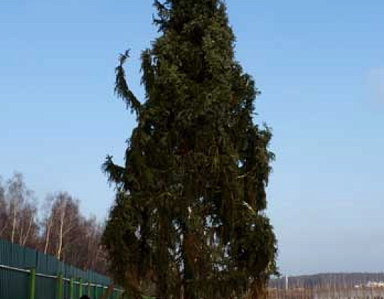 Фотоальбом Крупномеры Ели сербской (Picea omorica) 11 м. Фотография 9