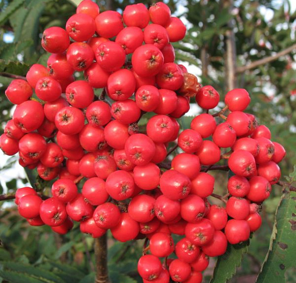 Рябина плодовая 'Алая Крупная'