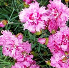 Гвоздика перистая 'Мэгги' (розово - пурпурная)