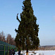 Фотоальбом Крупномеры Ели сербской (Picea omorica) 11 м. Фотография 9