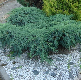 Можжевельник казацкий 'Блю Спаркл'