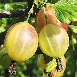 Крыжовник 'Русский'