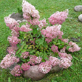 Гортензия метельчатая 'Пинк Леди'