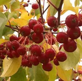 Яблоня домашняя 'Сибирка' (ягодная, ранетка)