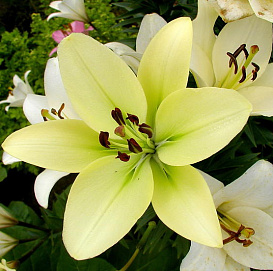 Лилия 'Коуриер' (лимонно - желтая)