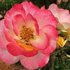 Роза 'Маскарад' (флорибунда) (желто - розовая)