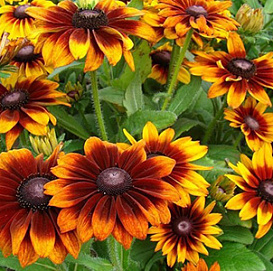Рудбекия волосистая  (высокая) 'Глориоза Дабл Дейзи'