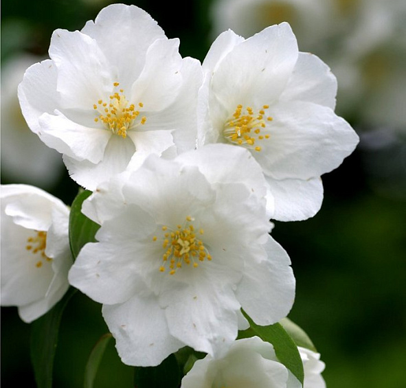 Чубушник 'Сноу Велвет'