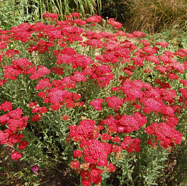 Тысячилистник  обыкновенный 'Ред Шейдс'