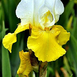 Ирис германский (бородатый) 'Тьюлип Фестиваль' 