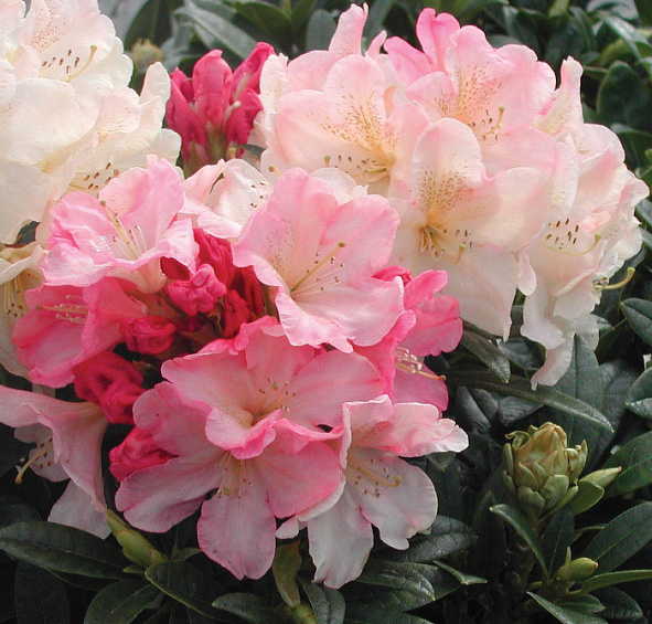 Рододендрон якушиманский 'Перси Вайсман' (желто-розовый)