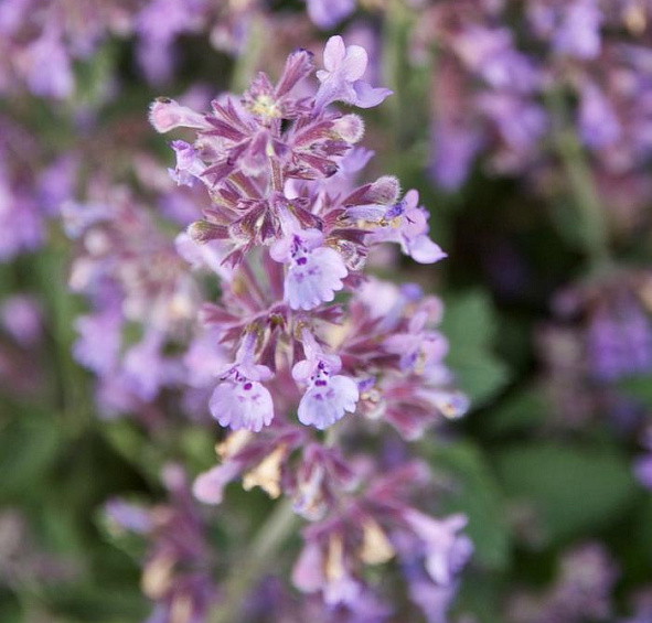 Котовник Фассенa 'Сикс Хиллз Гиант'