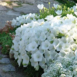 Колокольчик карпатский 'Перл Вайт' (белый)