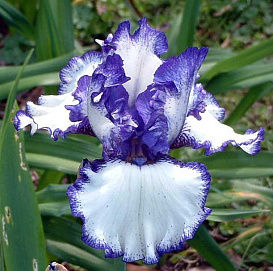 Ирис германский (бородатый) 'Луп де Луп' 
