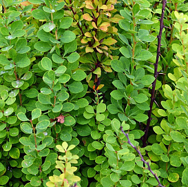 Барбарис Тунберга