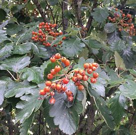 Рябина промежуточная 'Брауерс'