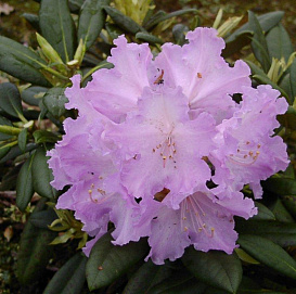 Рододендрон якушиманский 'Каролина Альбрук' (лиловый)