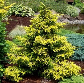 Ель восточная 'Ауреоспиката'