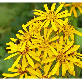 Бузульник обыкновенный (Хессей) 'Грегиног Голд'