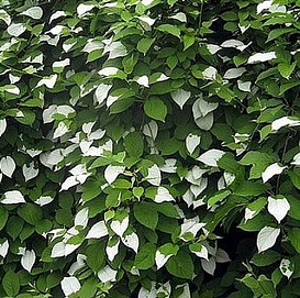 Актинидия полигама 'Узорчатый' (муж,)