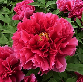 Пион древовидный 'Каоу' (винно - красный)