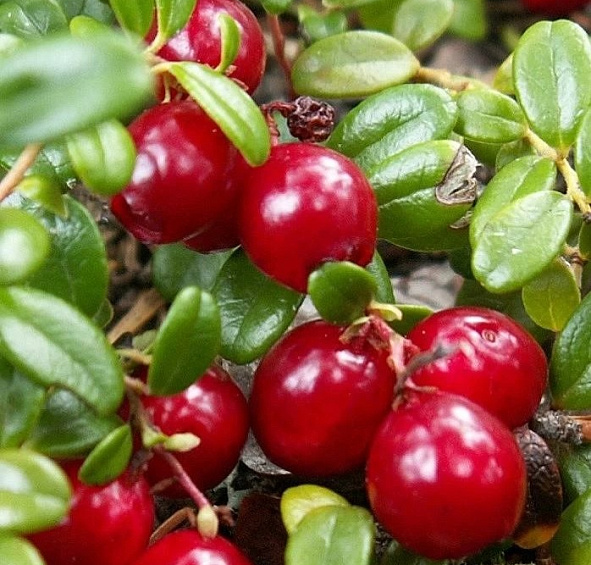 Клюква крупноплодная 'Ховес'