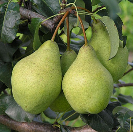 Груша 'Орловская летняя'