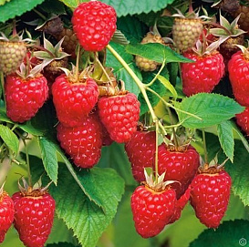 Малина 'Туламин'