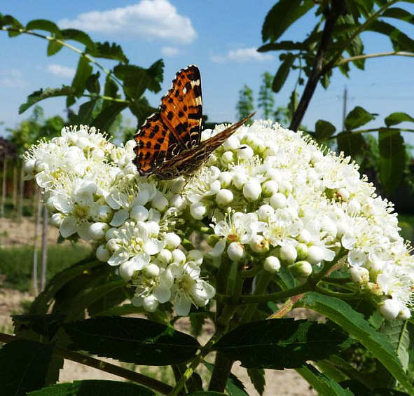 Рябина обыкновенная 'Эдулис'