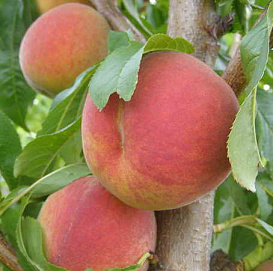 Персик 'Кардинал'