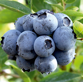 Голубика 'Дюк'
