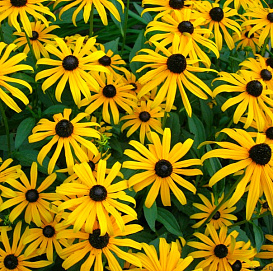 Рудбекия блестящая